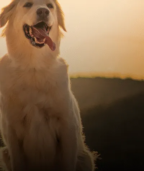 Yosen Veterinary